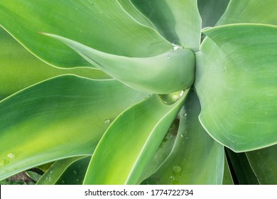 The Beautiful Green Leaves Symetry