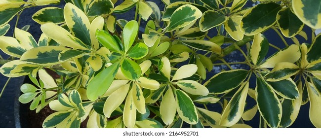 Beautiful Green And Light Yellow Leaves Of Umbrella Tree Plant, Or Octopus Plant, Or Hawaiian Elf, (Schefflera Arboricola (Hayata) Merr.)