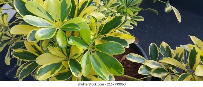 Beautiful Green And Light Yellow Leaves Of Umbrella Tree Plant, Or Octopus Plant, Or Hawaiian Elf, (Schefflera Arboricola (Hayata) Merr.)