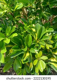 Beautiful Green And Light Yellow Leaves Of Umbrella Tree Plant, Or Octopus Plant, (Schefflera Arboricola (Hayata) Merr.)