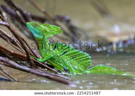 Beautiful green lizzard Plumed green basilisk (Basiliscus plumifrons), sitting on branch in water in rainy tropical day with raindrops. Refugio de Vida Silvestre Cano Negro, Costa Rica wildlife .