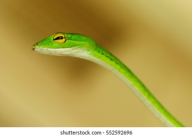 15 Malayan green whip snake Images, Stock Photos & Vectors | Shutterstock