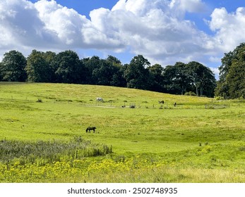 Beautiful green meadow and horses grazing. Countryside Landscape. English village. - Powered by Shutterstock