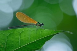 A Beautiful Green Metallic Damselfly Vestalis Luctuosa Perches On A Green Leaf, Natural Bokeh Background