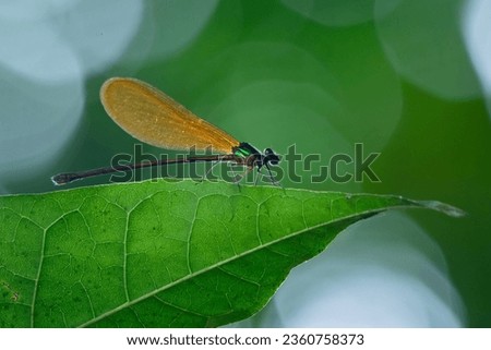 A beautiful green metallic damselfly vestalis luctuosa perches on a green leaf, natural bokeh background