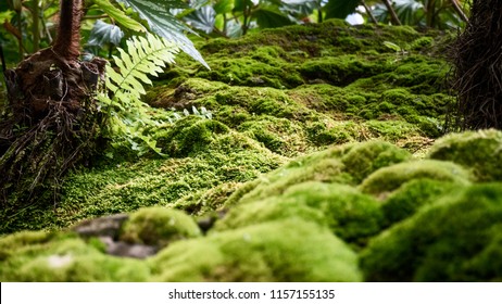 Beautiful green moss on the  floor, moss closeup, macro. Beautiful background of moss for wallpaper.