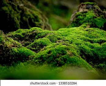 Beautiful green moss on the floor, moss closeup, macro. Beautiful background of moss for wallpaper. - Shutterstock ID 1338510284