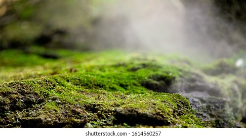 Beautiful green moss on the floor, moss closeup, macro. Beautiful background of moss for wallpaper. - Shutterstock ID 1614560257