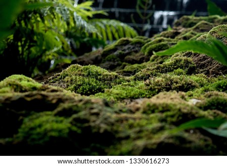 Beautiful green moss on the floor, moss closeup, macro. Beautiful background of moss for wallpaper. 