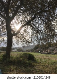 Beautiful Green Nature With Warm Sunshine And Gentle Wind