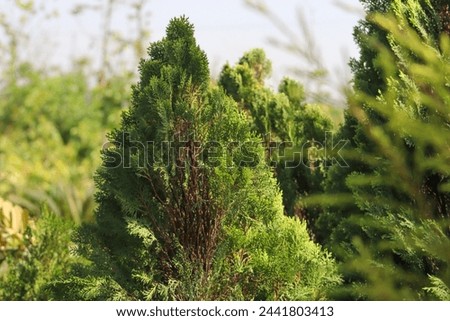 Beautiful Green Oriental Arbor-vitae Plants With Background 