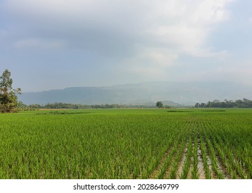 Beautiful green paddy field near the border of India in Sunamganj, bangladesh with the Meghalayan hills in the distant on a spring morning.