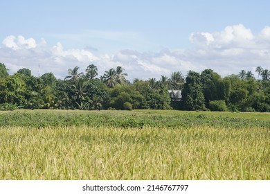 9,824 Paddy sprout Images, Stock Photos & Vectors | Shutterstock