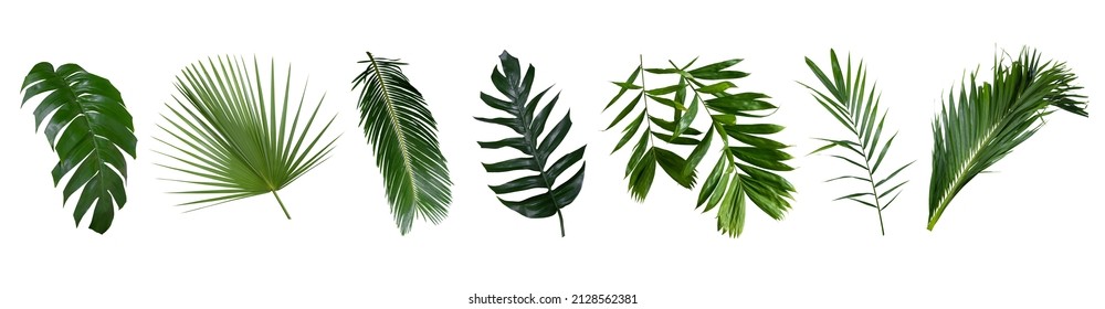 Beautiful green palm leaf isolated on white background with for design elements, tropical leaf, summer background,clipping path.  - Shutterstock ID 2128562381