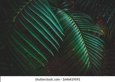 Beautiful green palm leaves. Tropical plants. Rainforest leaves background. - Shutterstock ID 1646419591