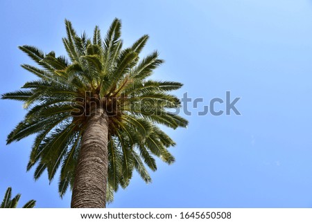 beautiful green palm tree on sky background