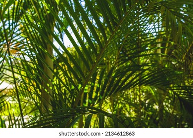 5,150 South pacific pattern Images, Stock Photos & Vectors | Shutterstock