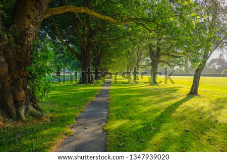 Beautiful green park, Public park with green grass field and tree in light and shadow.