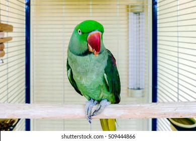 Beautiful Green Parrot Living At Home, Birds Like A Pet