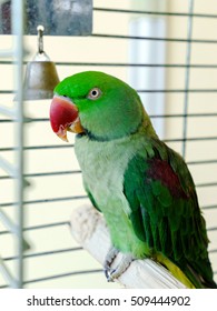 Beautiful Green Parrot Living At Home, Birds Like A Pet