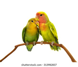 beautiful green parrot lovebird isolated on white background
