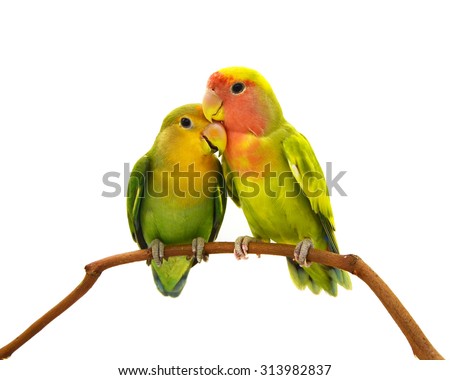 beautiful green parrot lovebird isolated on white background