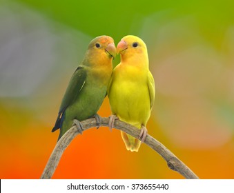 beautiful green parrot lovebird on colorful nature  background - Shutterstock ID 373655440