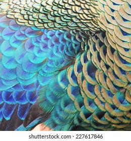 Beautiful Green Peacock Feathers, Texture Abstract Background