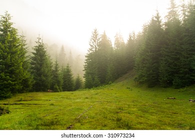 Beautiful green pine trees on Carpathian mountains in Ukraine