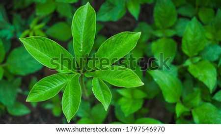 Beautiful green plant of elephant foot yam or whitespot giant arum