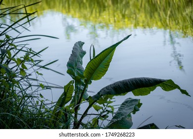 Beautiful Green Plant With Long Wide Green Leaves Along The River Bank, UK