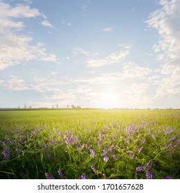 beautiful green prairie with flowers at the sunset