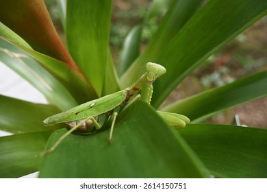 Beautiful green praying mantis with big eyes