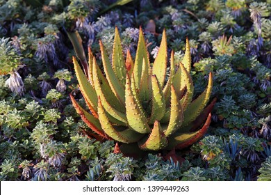 Spiky Plant Leaves Images Stock Photos Vectors Shutterstock