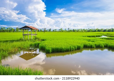 Beautiful Green Rice Field With Farmer's Shelter In Sunny Day, Waterside Rice Farm In Countryside Of Thailand