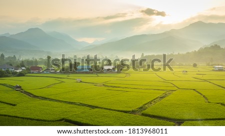 Beautiful green rice fields covered by morning  mist and mountain in the background, Nan province,Thailand.