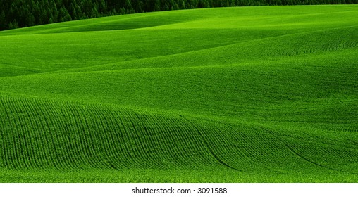 Beautiful Green Rolling Hills