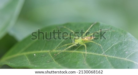 Beautiful green spider on a leaf. Peucetia longipalpis. Natural light and background. Macro photography.
