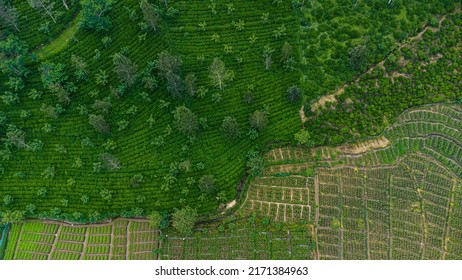 Beautiful Green Tea Plantation Fields In The Mountains, Shot From Above, Agriculture Industry In Asia