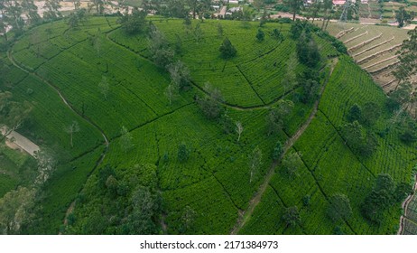 Beautiful Green Tea Plantation Fields In The Mountains, Shot From Above, Agriculture Industry In Asia