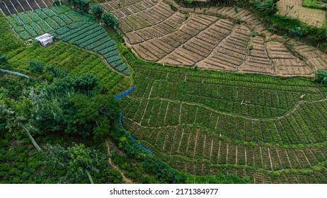 Beautiful Green Tea Plantation Fields In The Mountains, Shot From Above, Agriculture Industry In Asia