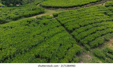 Beautiful Green Tea Plantation Fields In The Mountains, Shot From Above, Agriculture Industry In Asia