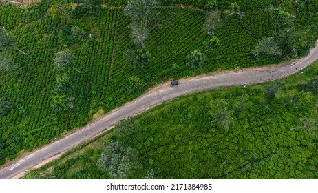 Beautiful Green Tea Plantation Fields In The Mountains, Shot From Above, Agriculture Industry In Asia