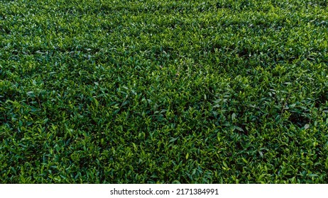 Beautiful Green Tea Plantation Fields In The Mountains, Shot From Above, Agriculture Industry In Asia