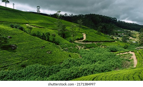 Beautiful Green Tea Plantation Fields In The Mountains, Shot From Above, Agriculture Industry In Asia