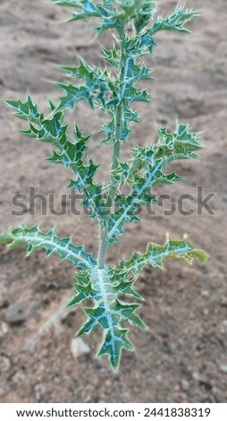a beautiful green thorny plant. Thorny Bushes