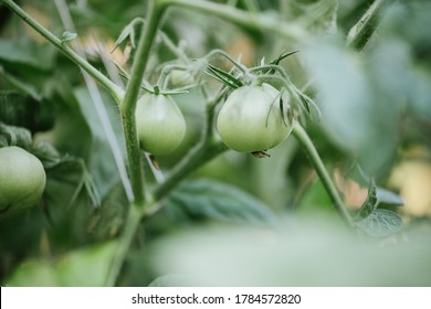 Beautiful Green Tomatoes Growing In A Small Home Veggie Patch