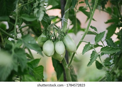 Beautiful Green Tomatoes Growing In A Small Home Veggie Patch