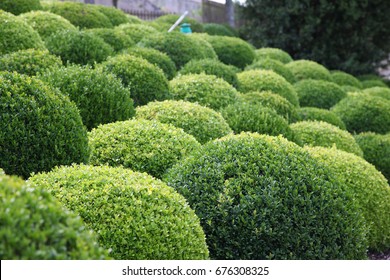 Beautiful Green Topiary Garden In France