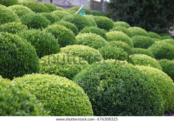 Beautiful Green Topiary Garden France Stock Photo 676308325 | Shutterstock